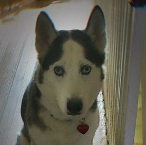 Meet your Posher, Sherry